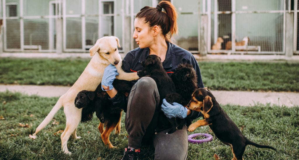 Chewy, Greater Good Charities Partner to Help Shelter Animals Affected by  Current Events | BeChewy