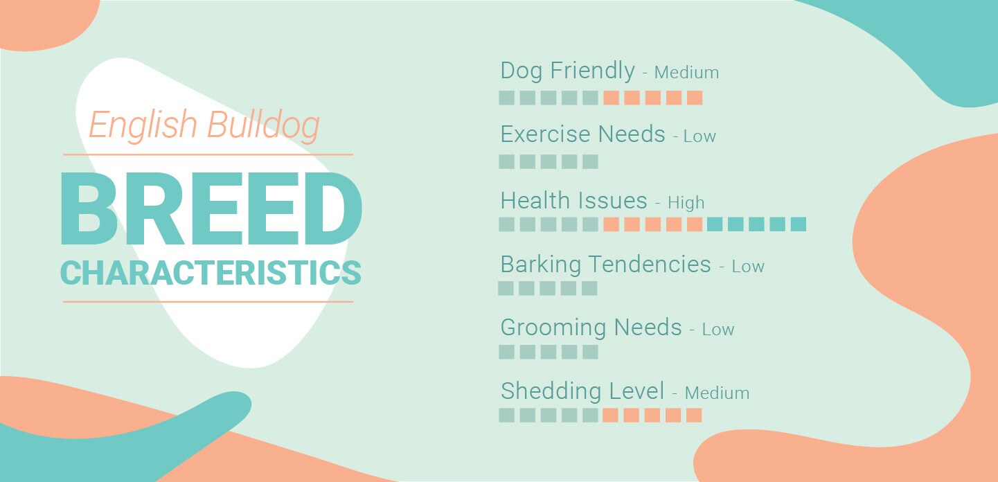 English Bulldog Characteristics