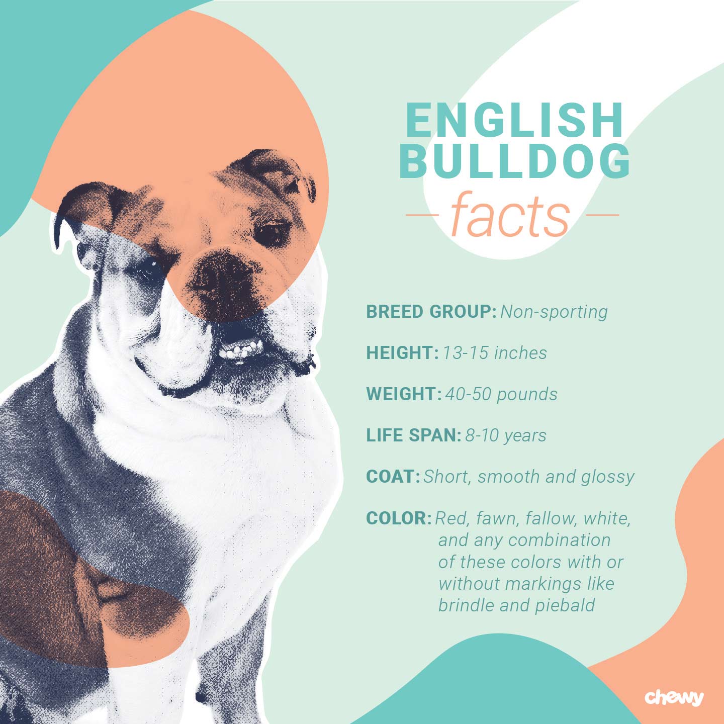 English Bulldog