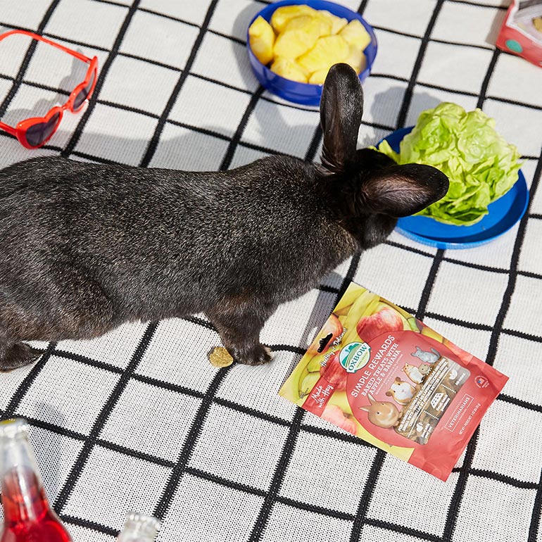 Chewy rabbit outlet toys