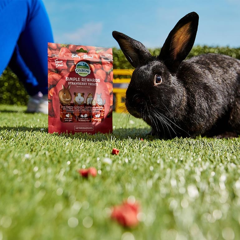 Oxbow rabbit outlet treats