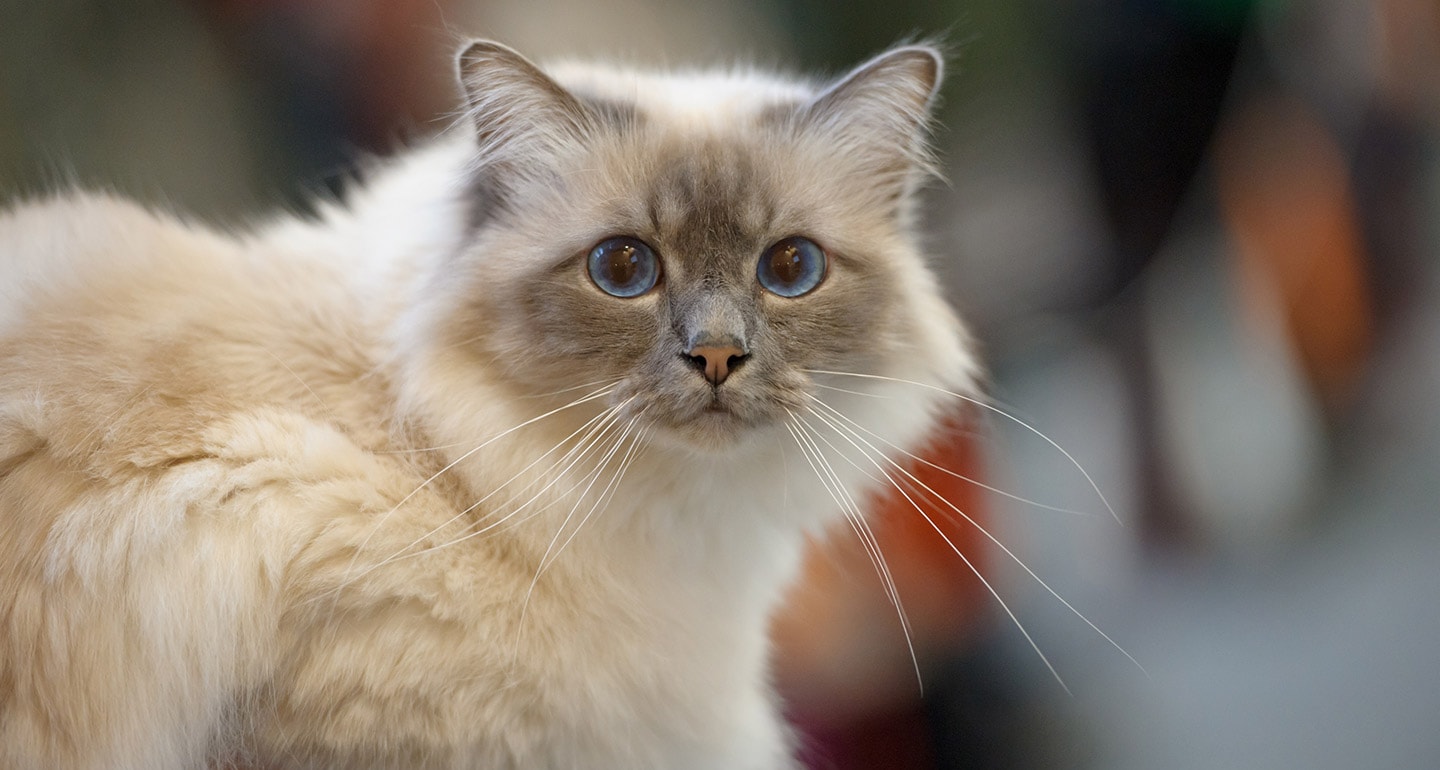 Cat Breeds That Shed The Least 10 Hypoallergenic Cats Bechewy