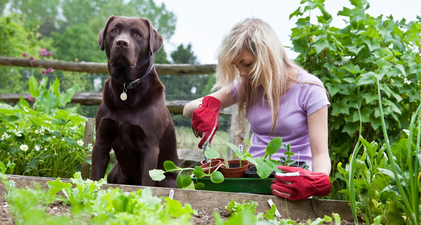 gardening with dog