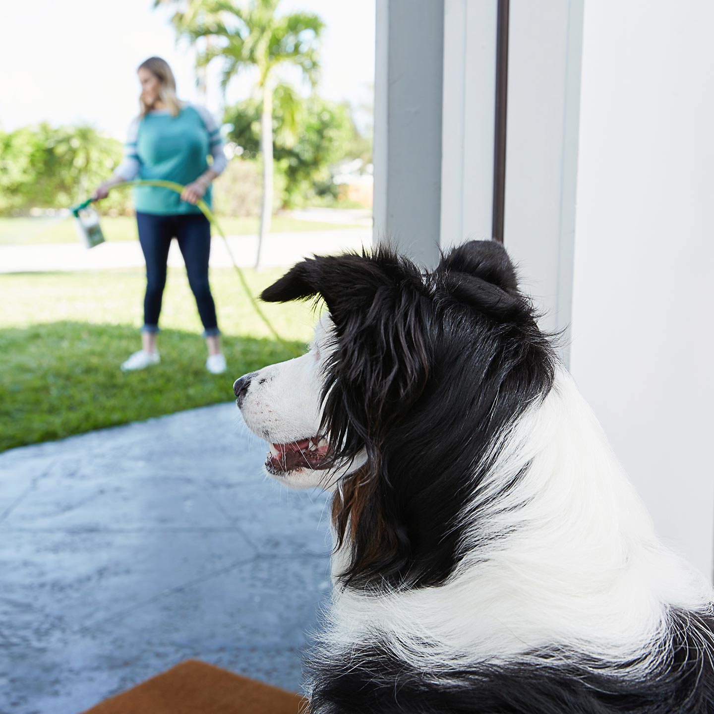 Flea Treatment for Your Home