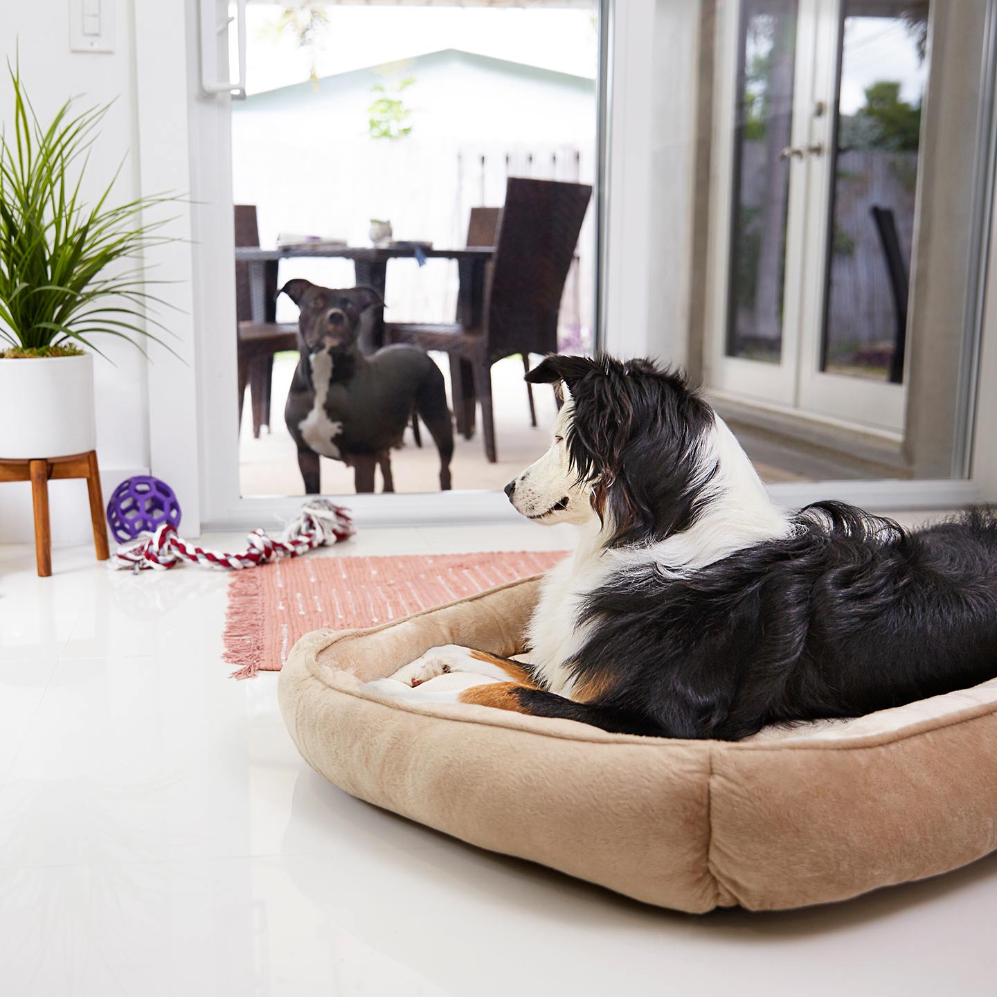 Flea Treatment for Your Home