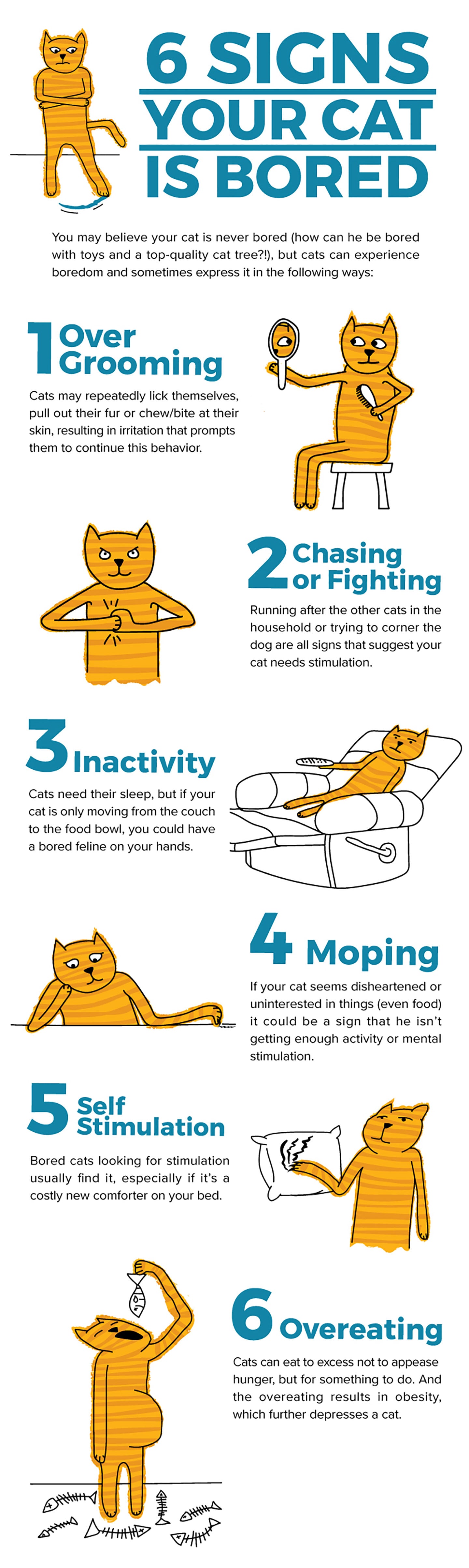12 Tips on How to Help Bored Cats at Home