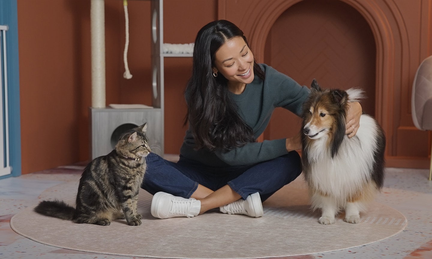 Introducing a dog store to a cat