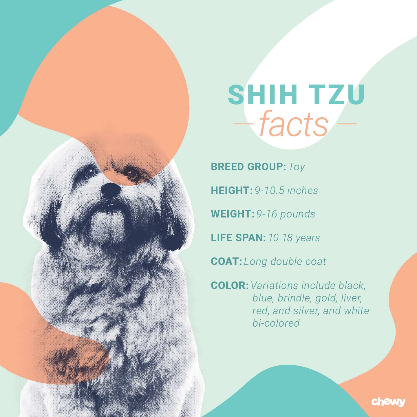 Shih Tzu