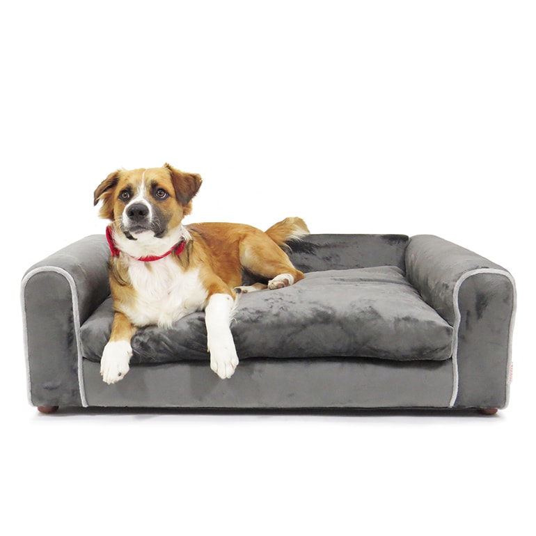 What Is The Best Dog Bed? | A Buying Guide by PetCentral | BeChewy
