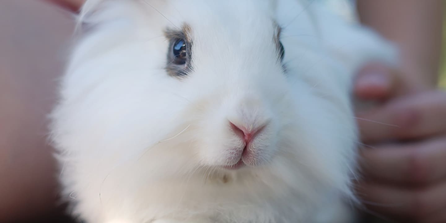Bunny Names: The 300 Best Rabbit Names | BeChewy