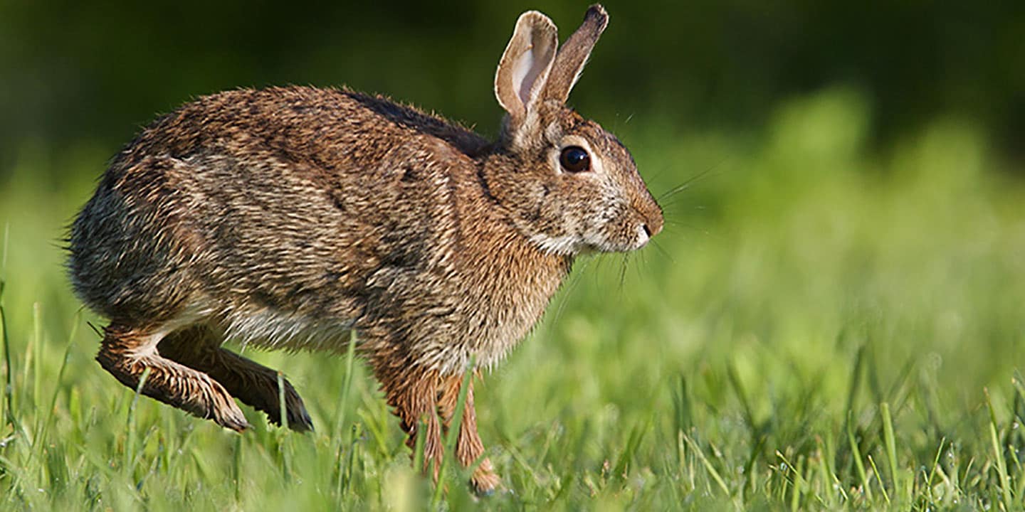 Bunny Names: The 300 Best Rabbit Names | BeChewy