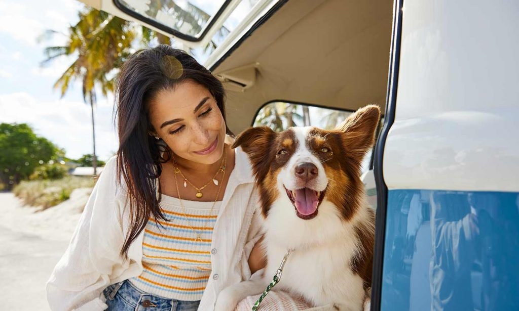 Everything You Need For A Road Trip With Dogs: Dog Travel