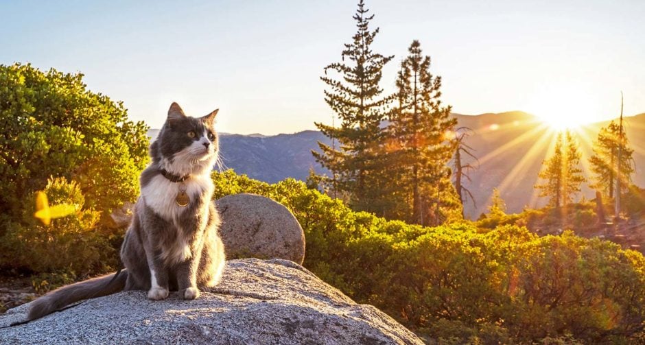 Hiking With Cats How to Turn Your Kitty Into an Adventure Cat BeChewy