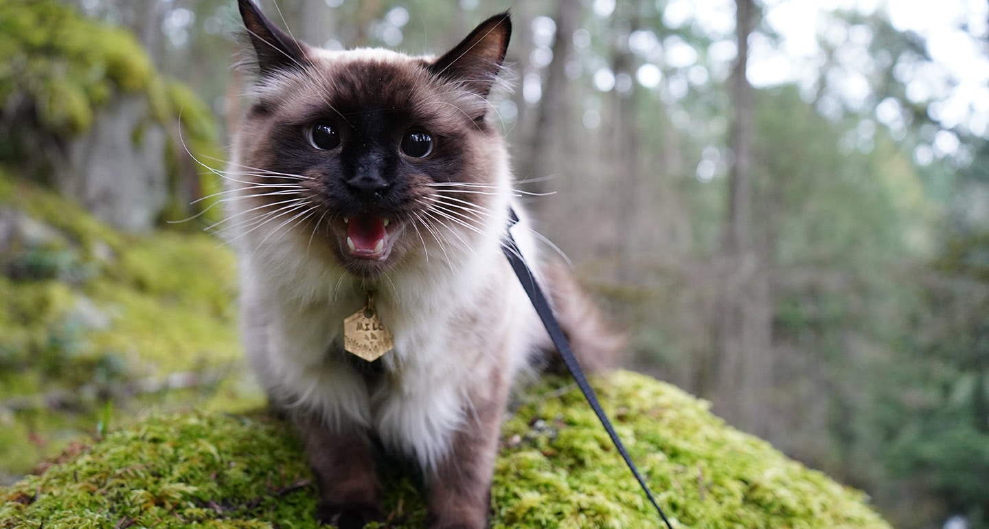 Hiking With Cats: How to Turn Your Kitty Into an Adventure Cat