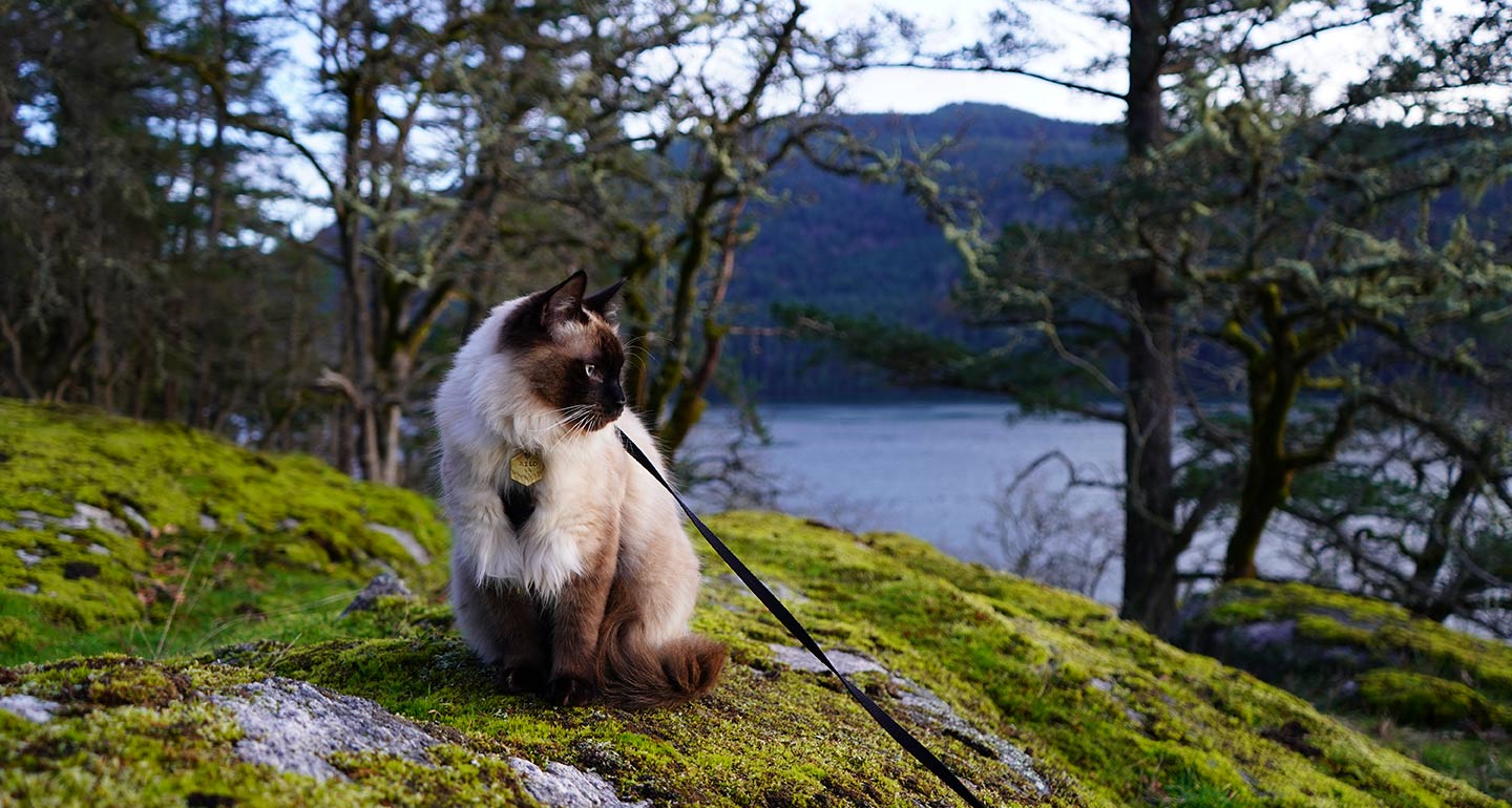 How To Dress Your Cat For Winter Adventures - The Hiking Cat