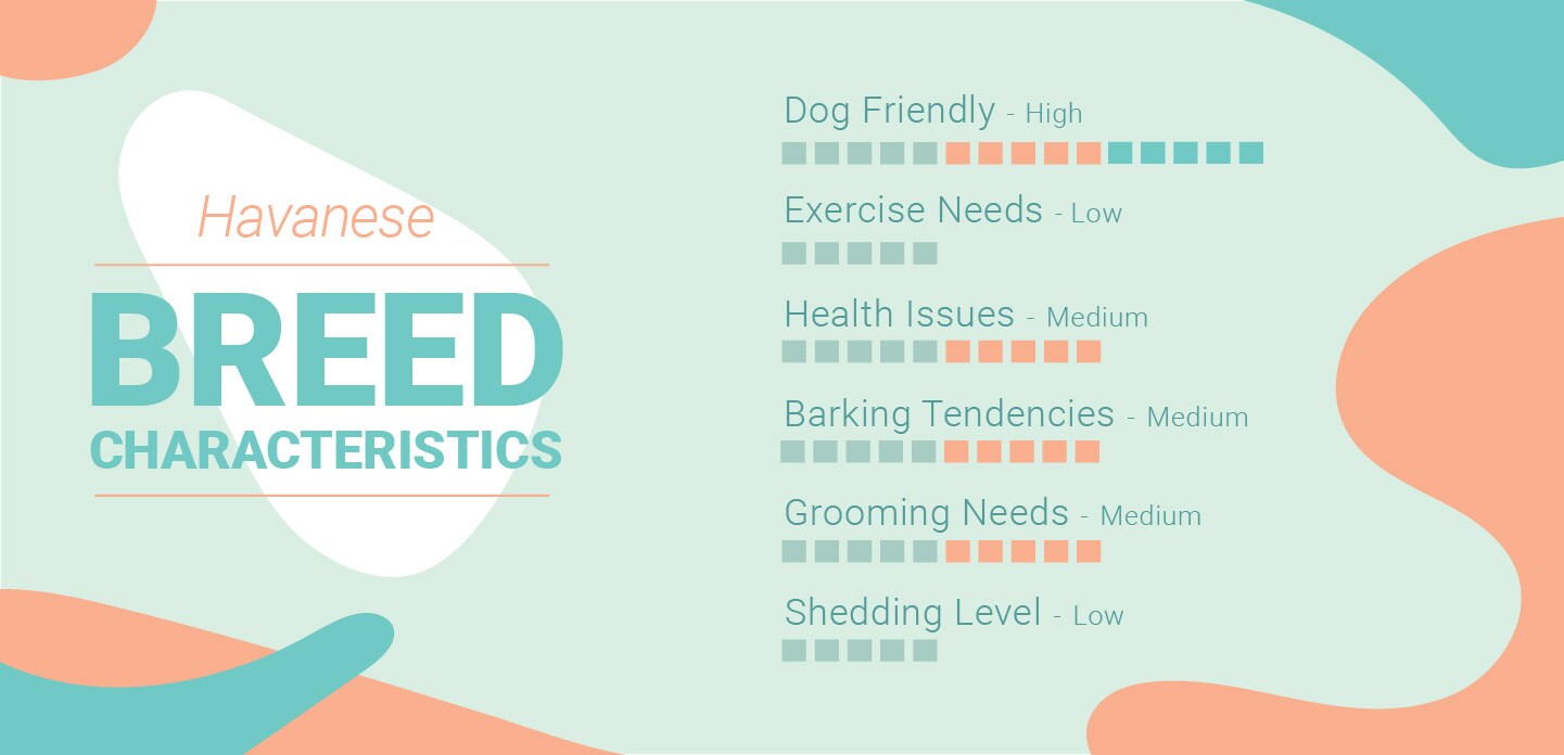 Havanese Characteristics