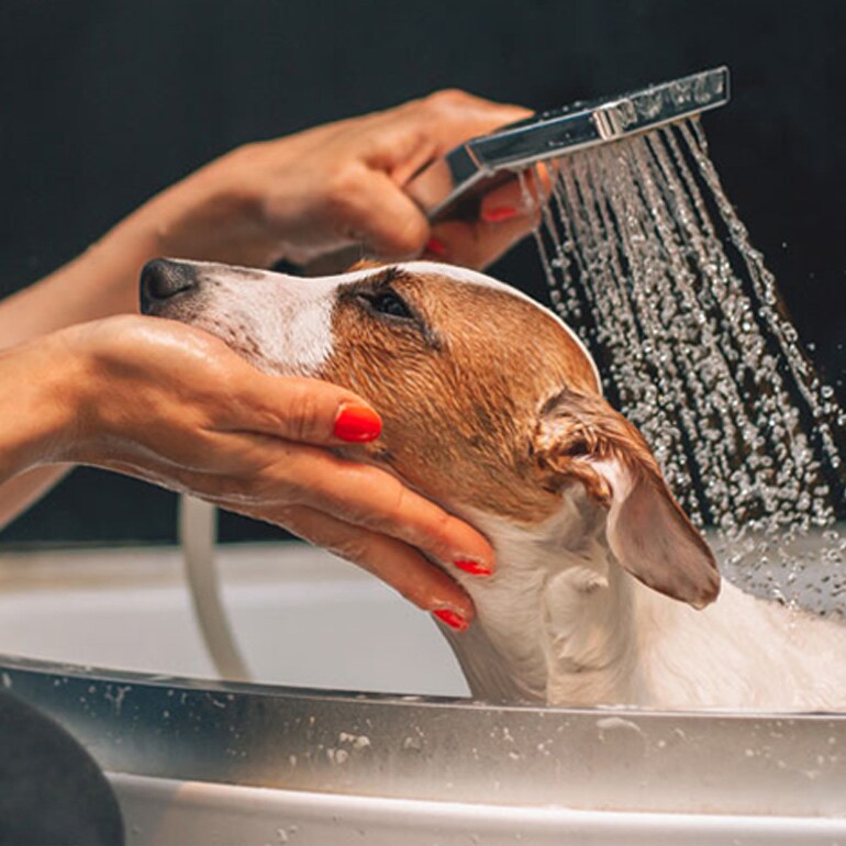 Healthy at Home A Guide for Pet Parents BeChewy