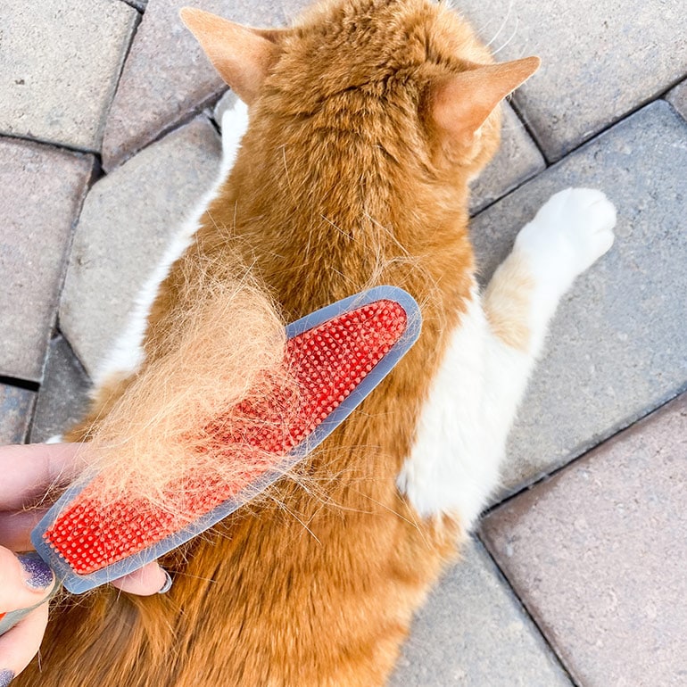 Accessorizing with Pet Fur? You Need These Lint Brushes | BeChewy