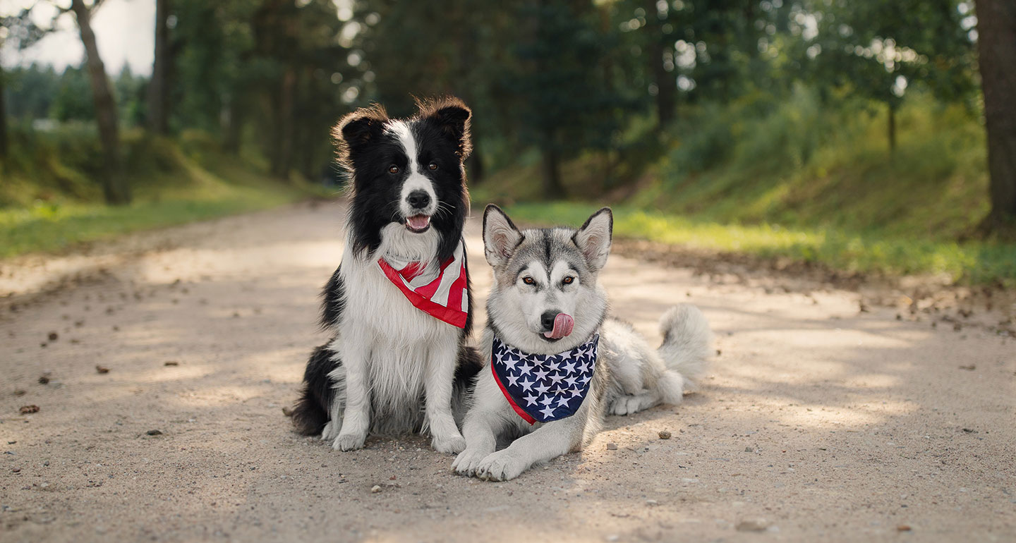how to calm down a dog during Fourth of July fireworks