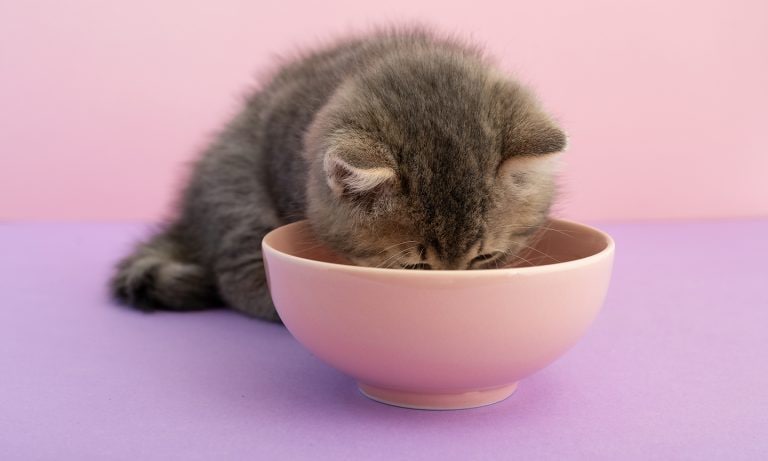 how much to feed a kitten: kitten pink food bowl