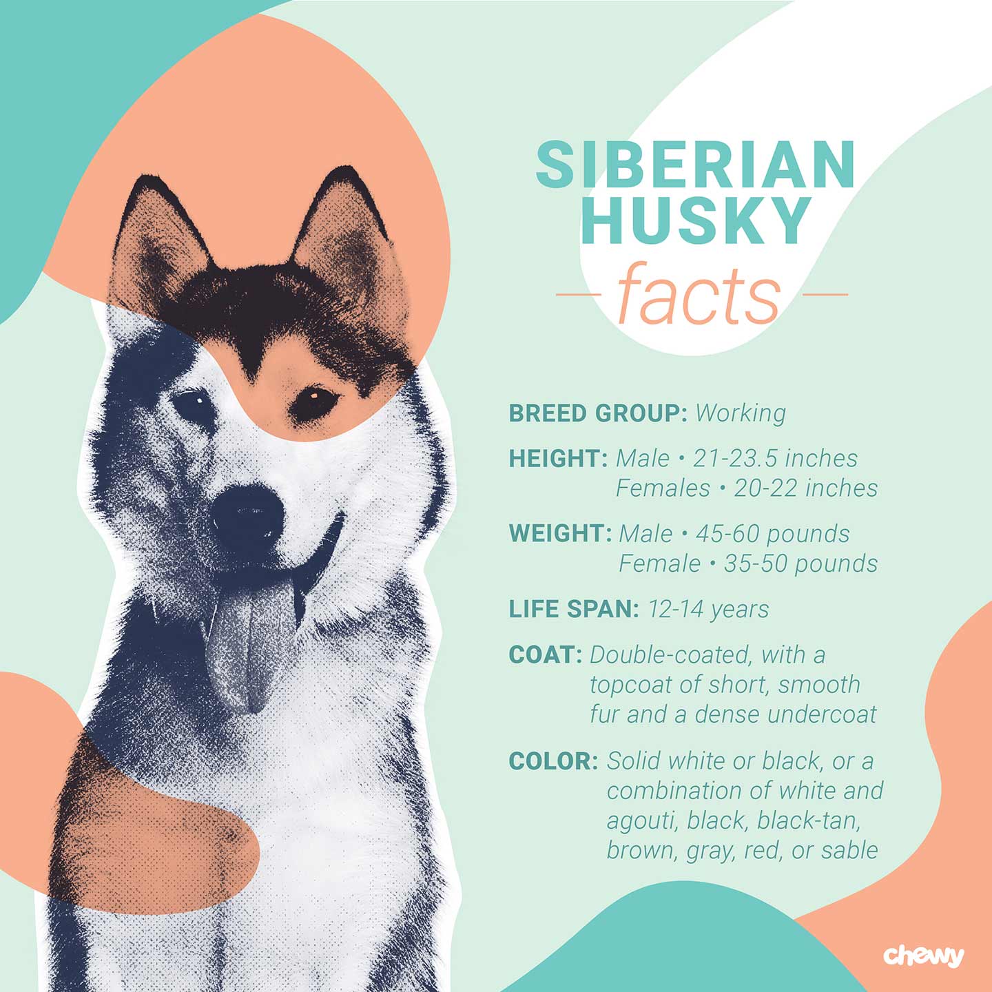 siberian husky coat