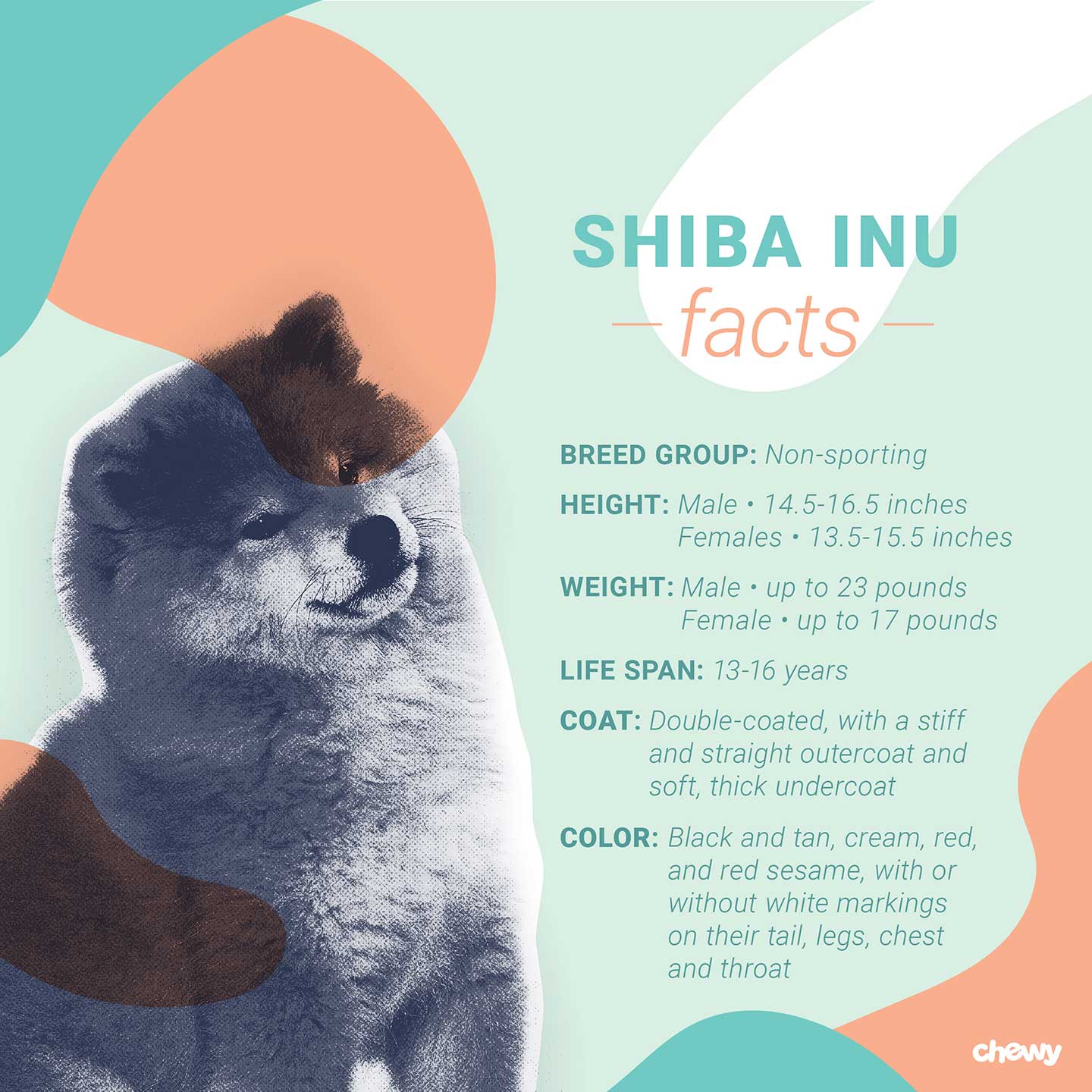 Shiba Inu