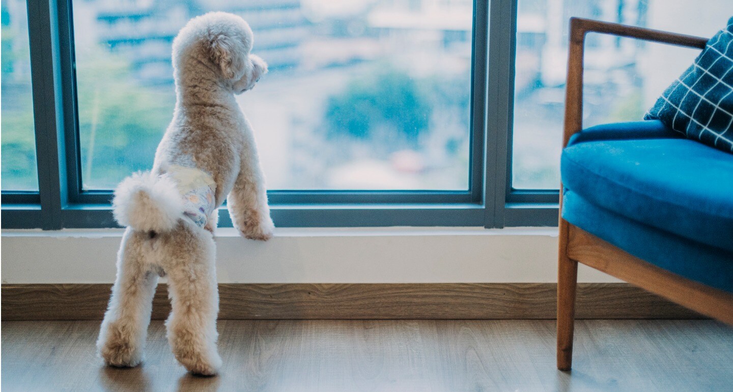 Pet gift boxes
