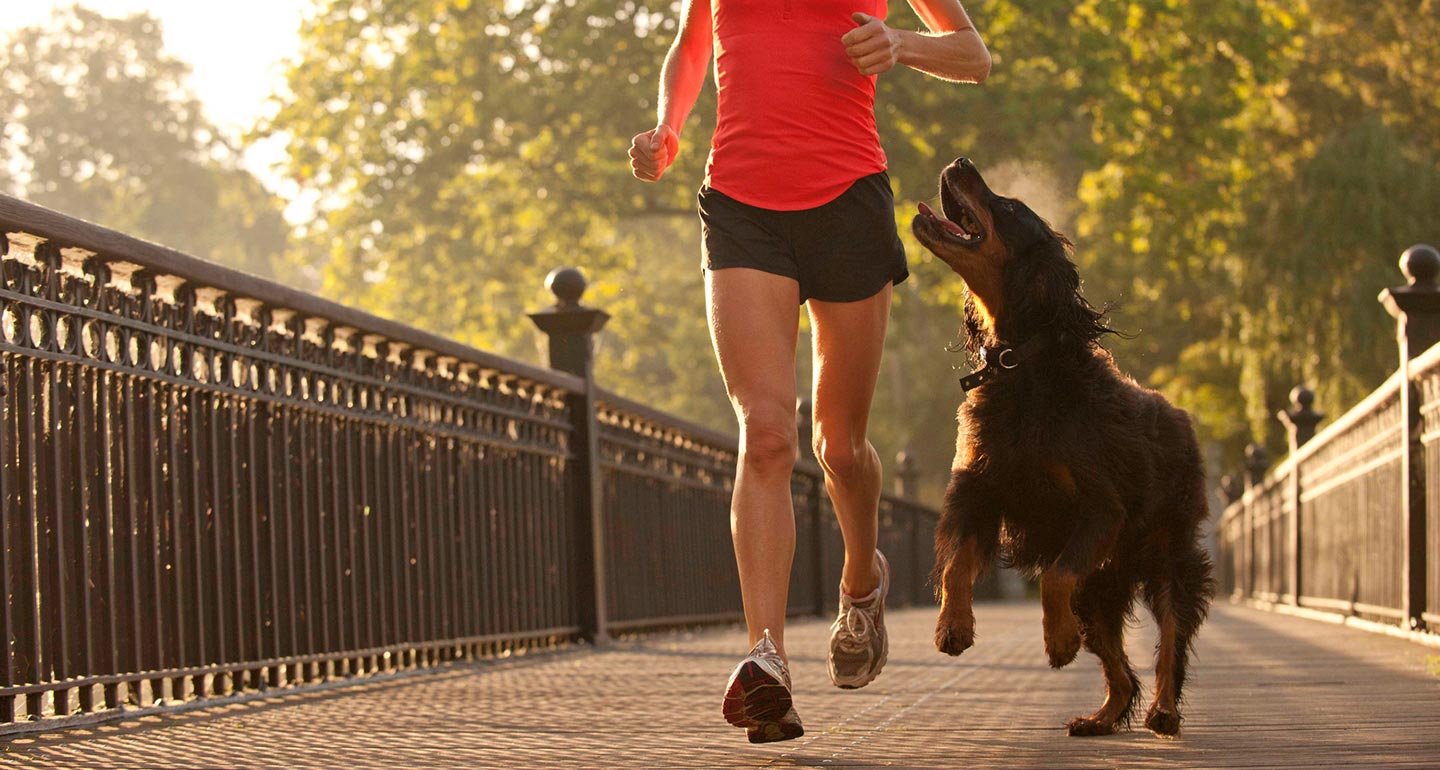 Turn your DOG walk into a workout Pro X Walker Personal walking trainer on the go 