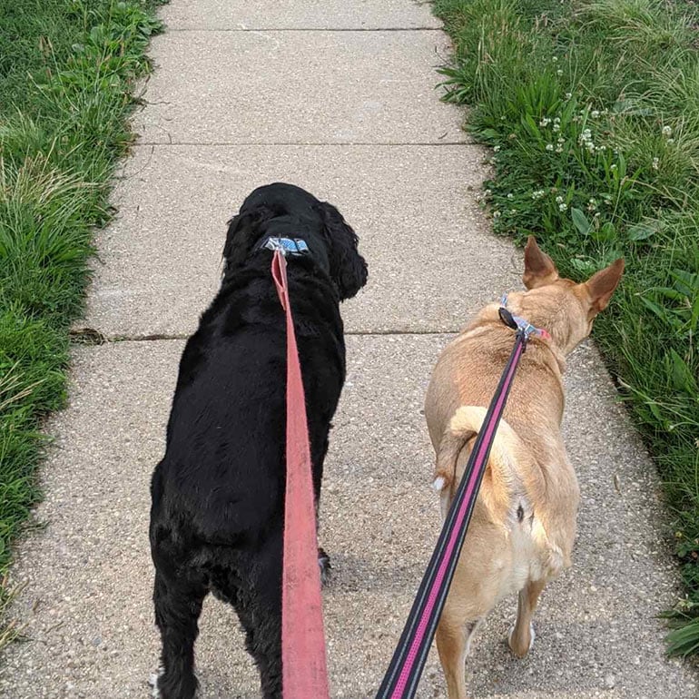 Dog Walk Draft Grades: Best Phone Apps