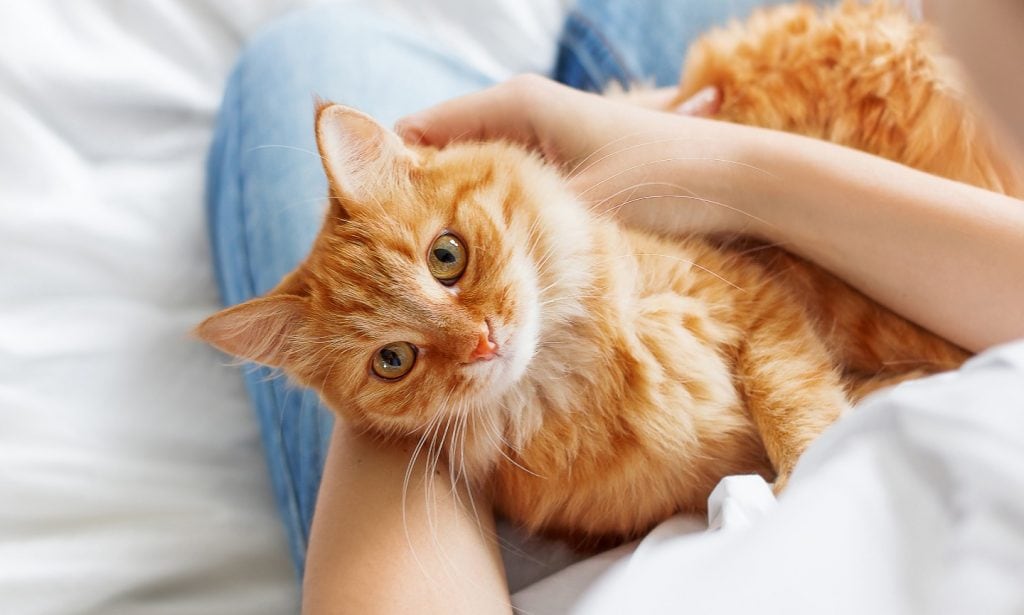 best flea and tick treatments for cats