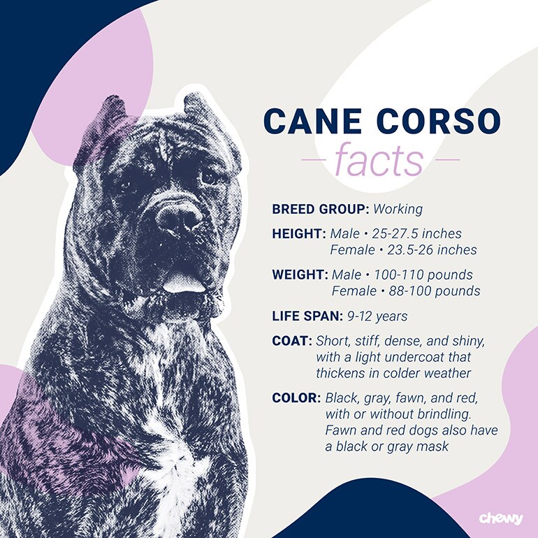 Cane Corso