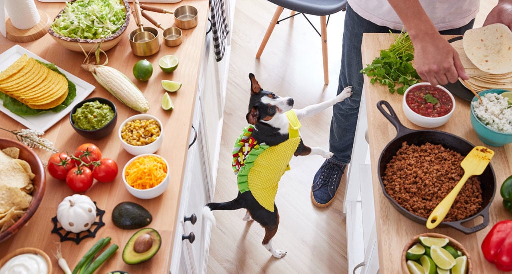 best dog Halloween costume ideas - Food