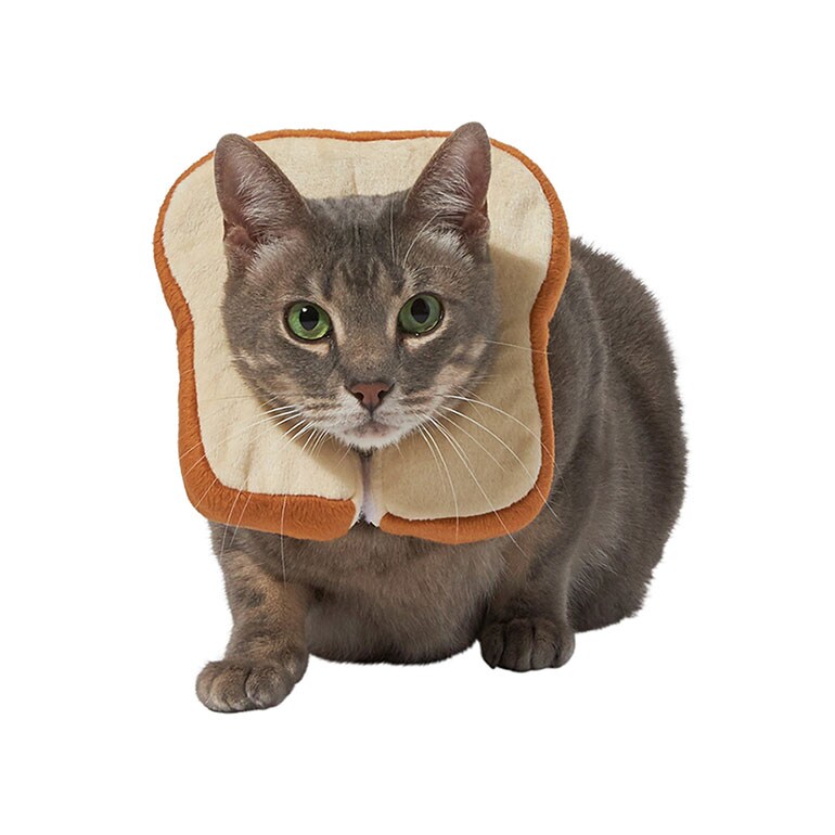 cat Halloween costumes - bread head