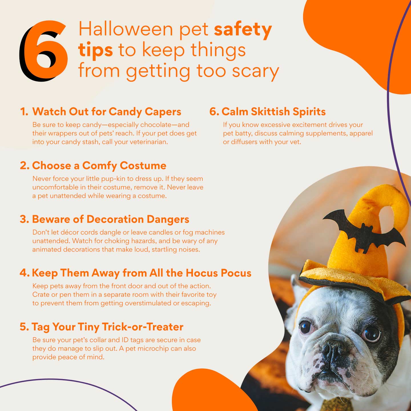 Halloween safety tips for pets