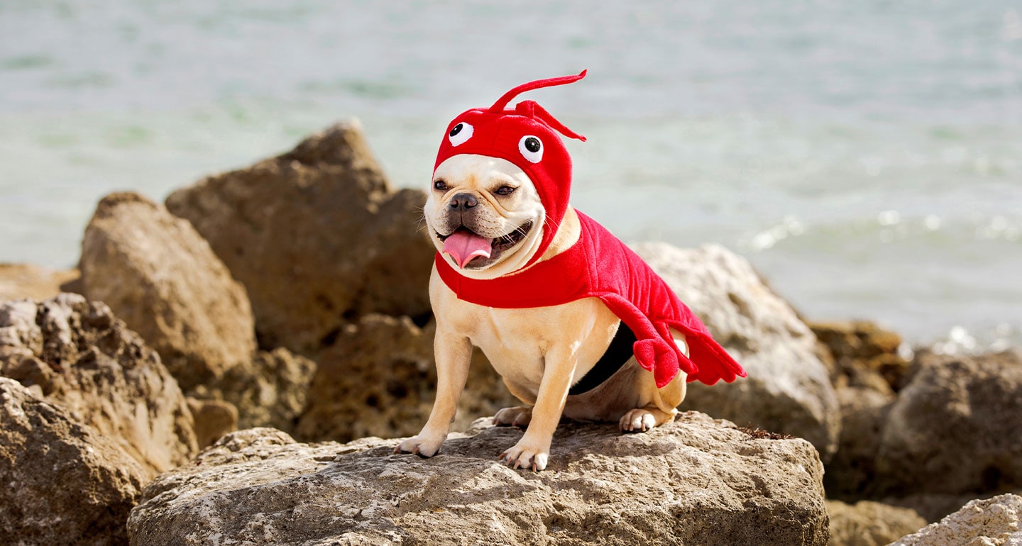 Dress Up Your Dog as a Different Animal This Halloween