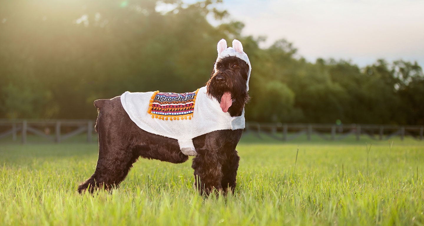 Animal Costumes for Dogs - llama dog costume