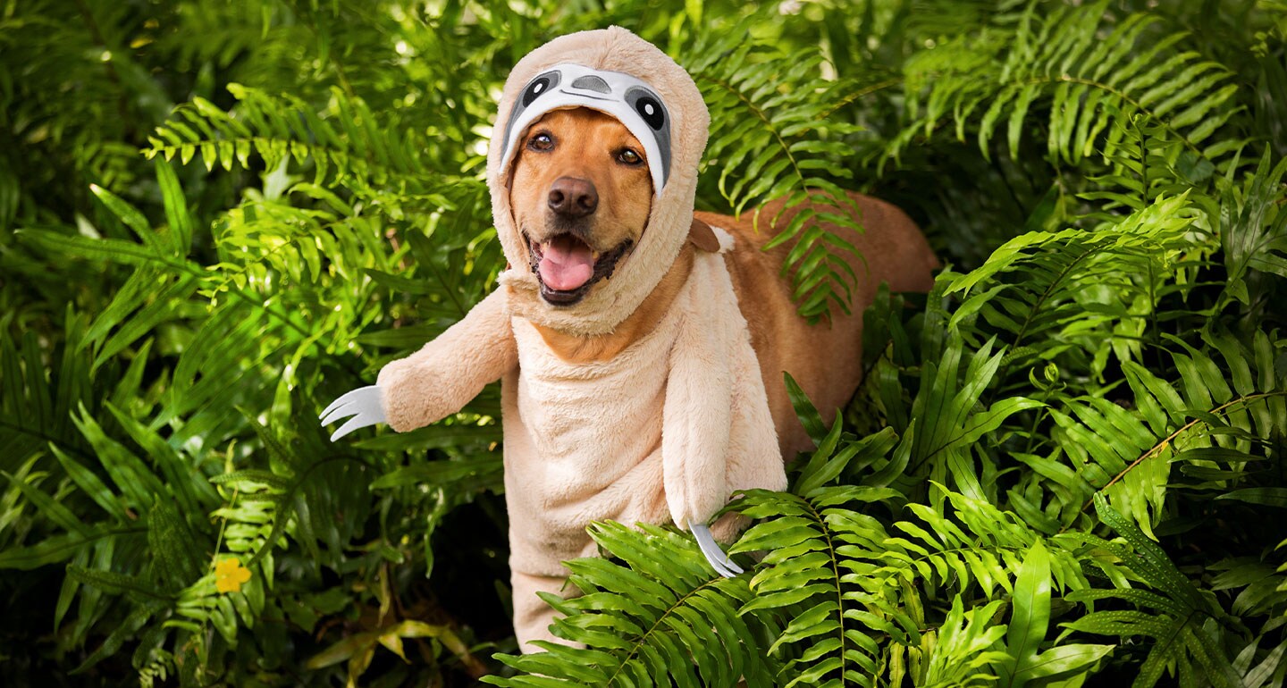 animal costumes for dogs - sloth dog costume