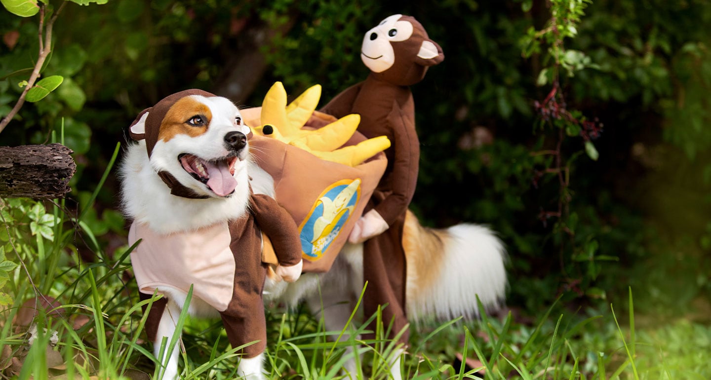 animal costumes for dogs - monkey dog costume