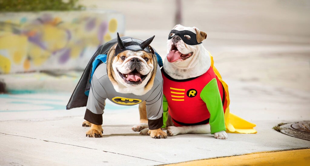 dog superhero costumes batman robin halloween dog costumes