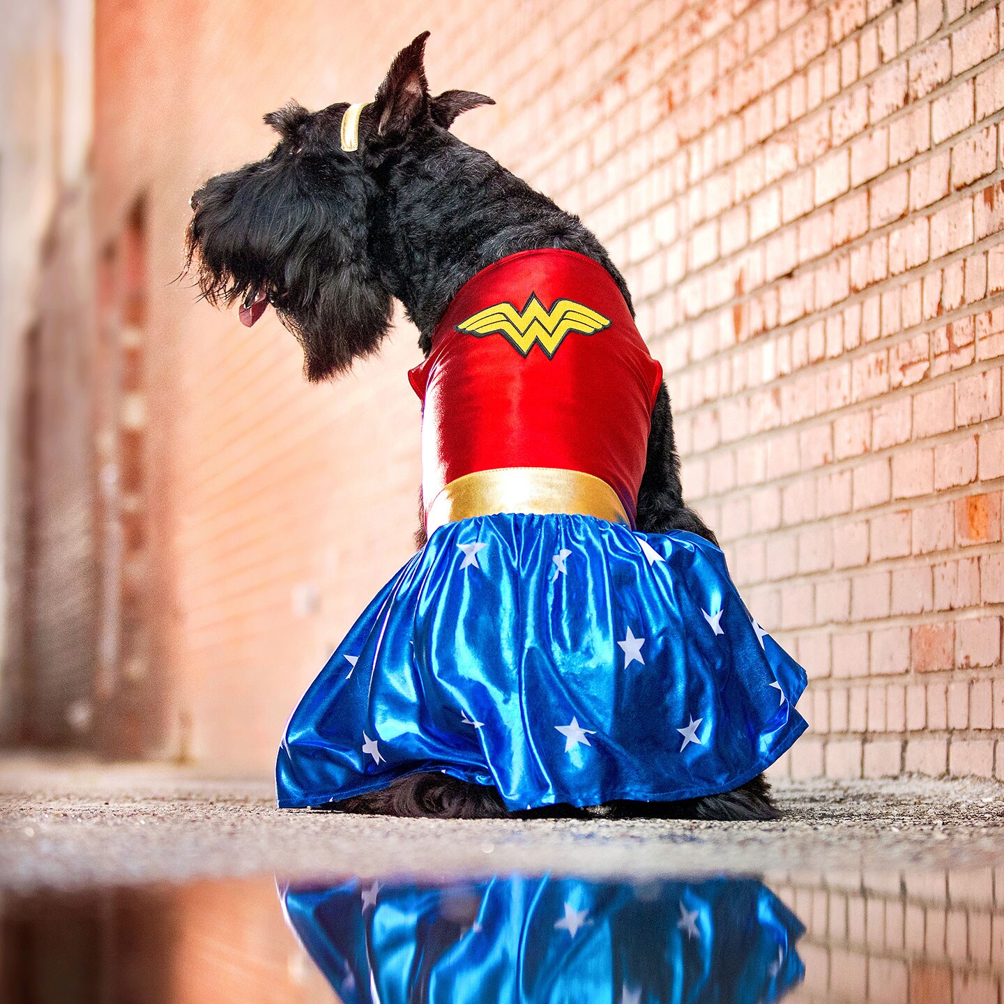 superhero dog c costumes - wonder woman