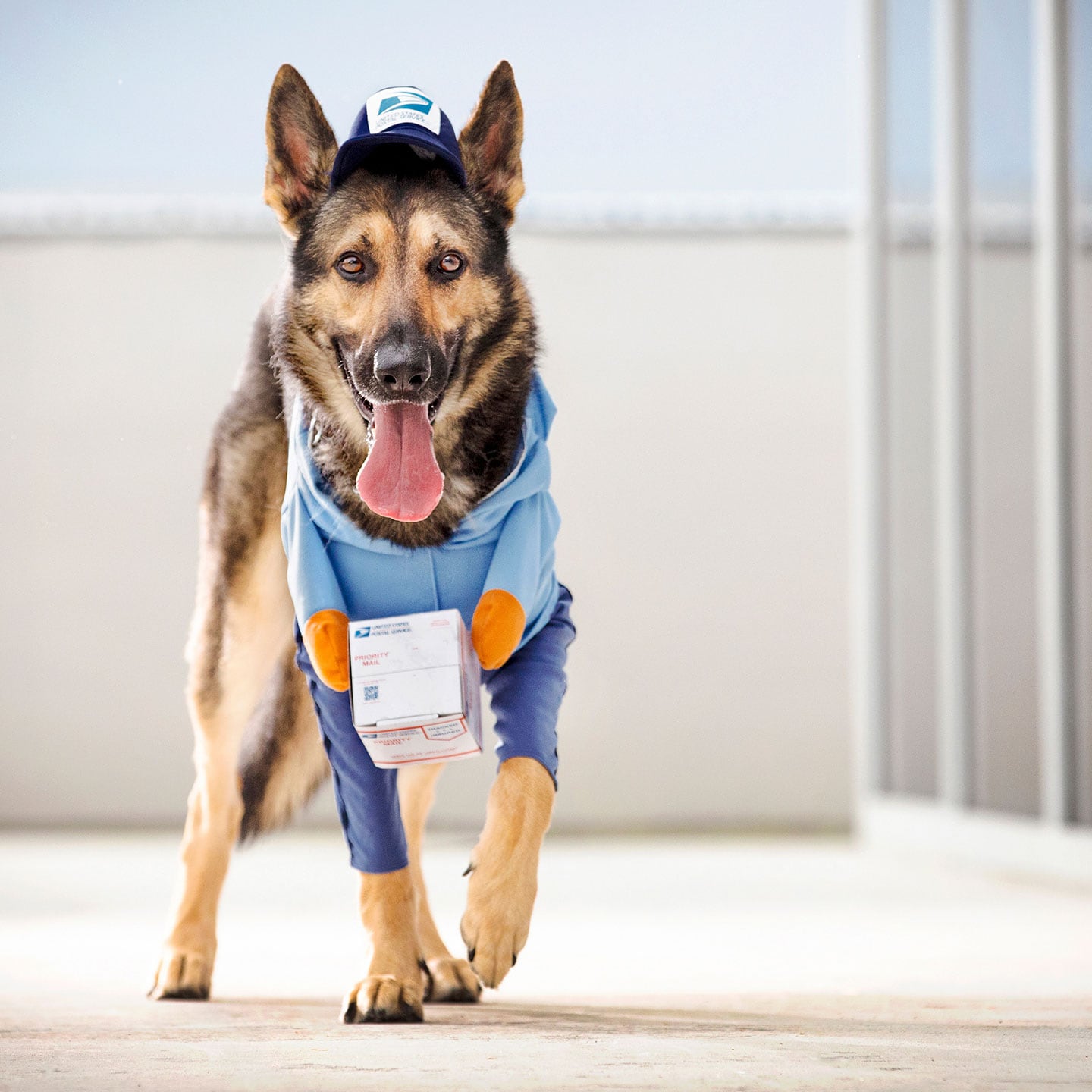 superhero dog costume - frontliner -USPS halloween costume