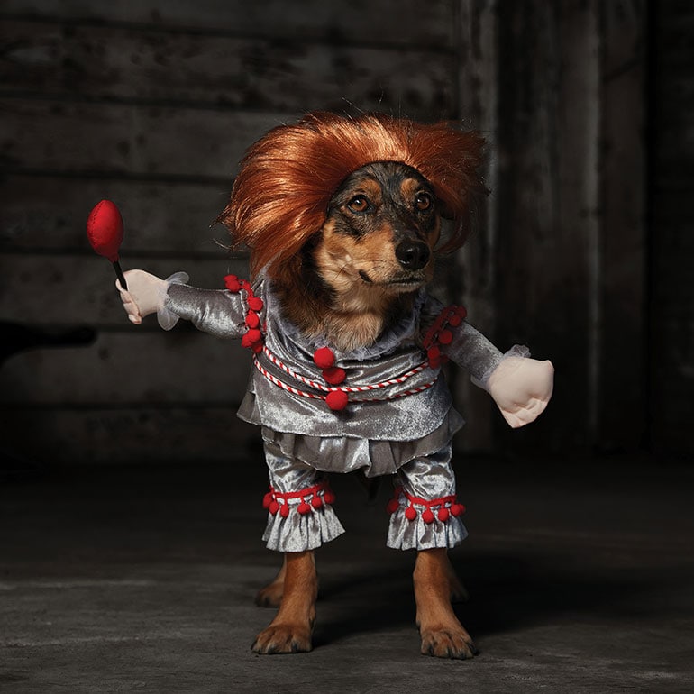The Best Scary Dog Costumes For Halloween 2021 Bechewy