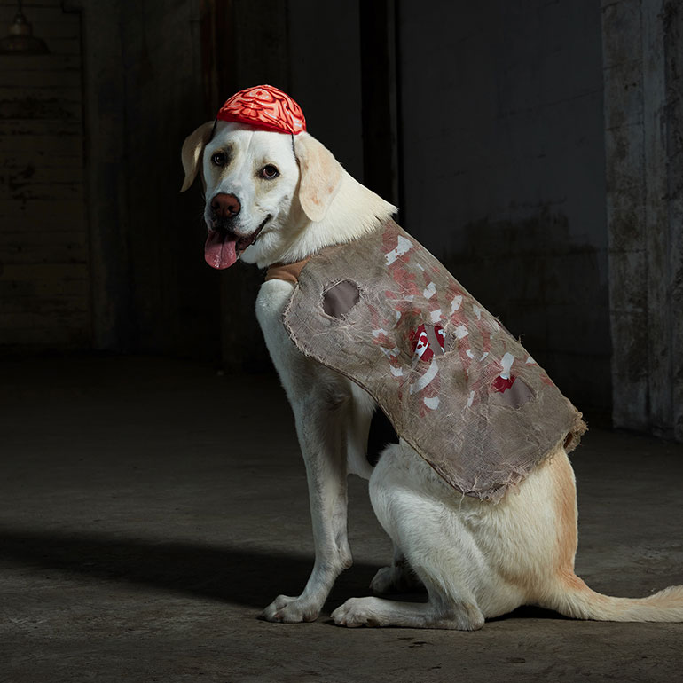 scary dog costume - zombie dog costume