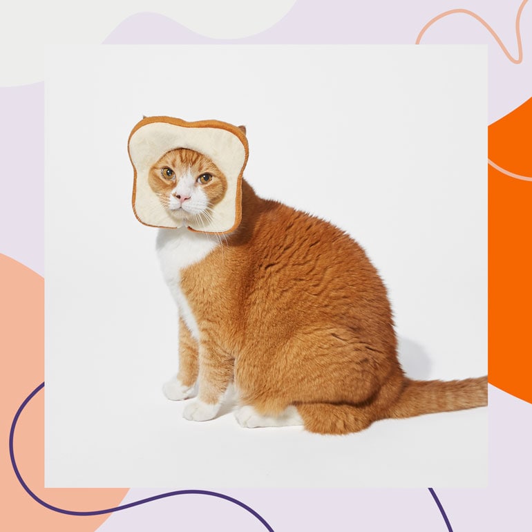 funny cats in costumes
