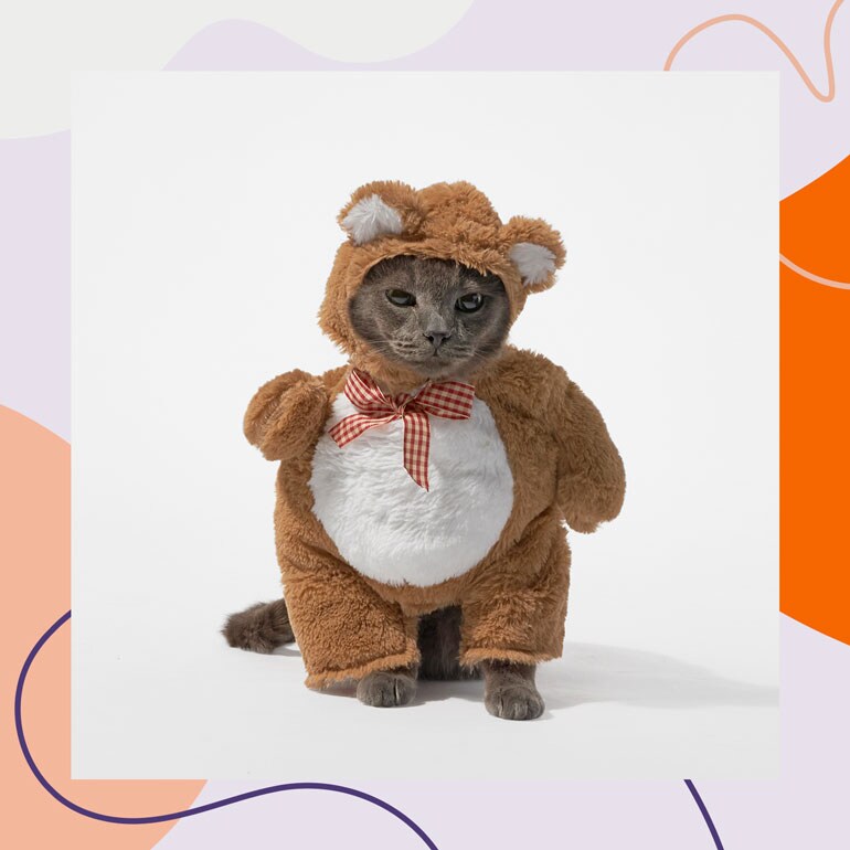 cute Halloween costumes for cats - teddy bear