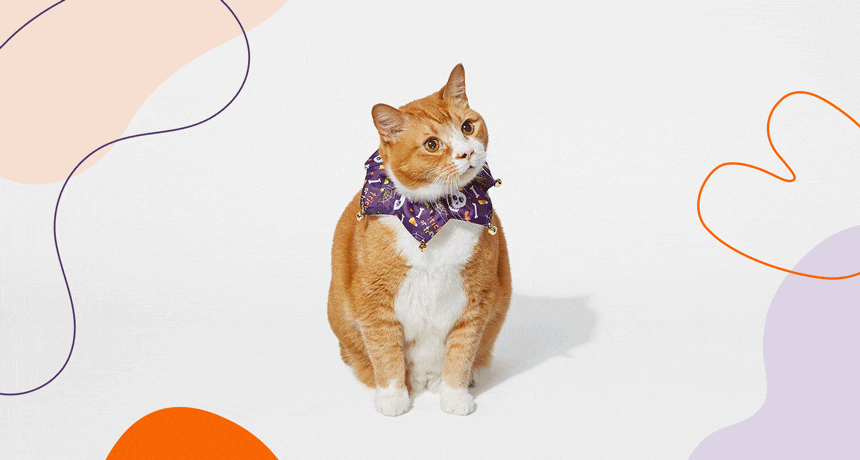 Dressing Up Your Cat: The Guide to Cat Christmas Bow Ties  