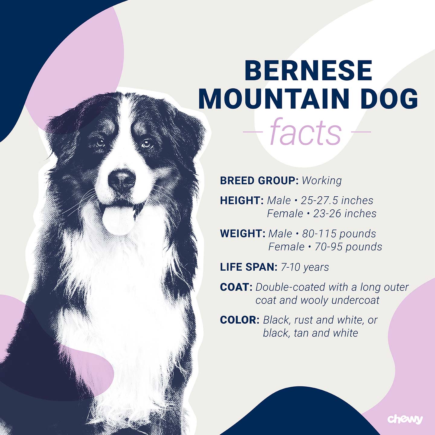 Bernese Mountain Dog