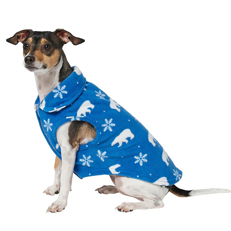 Buying Guide Cute Dog Clothes for Fall 2020 BeChewy