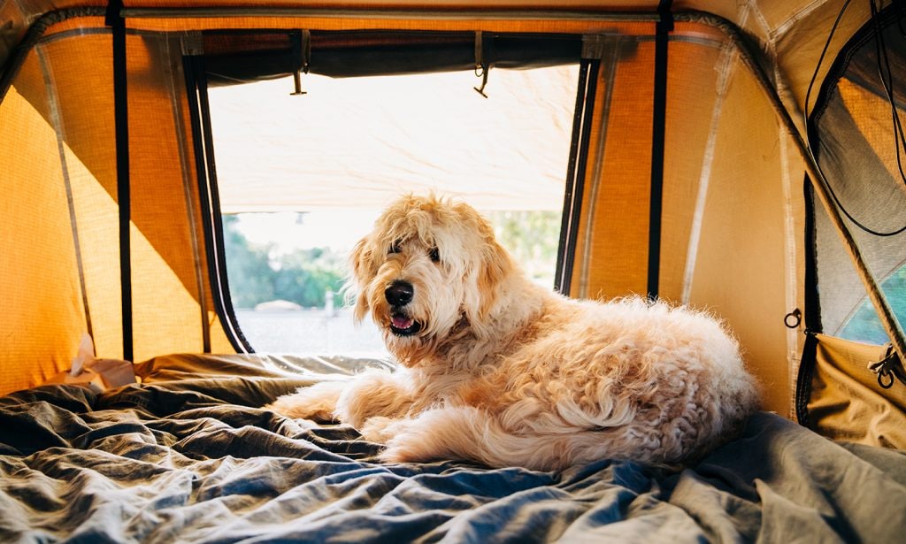 best dog camping gear: dog camping in tent