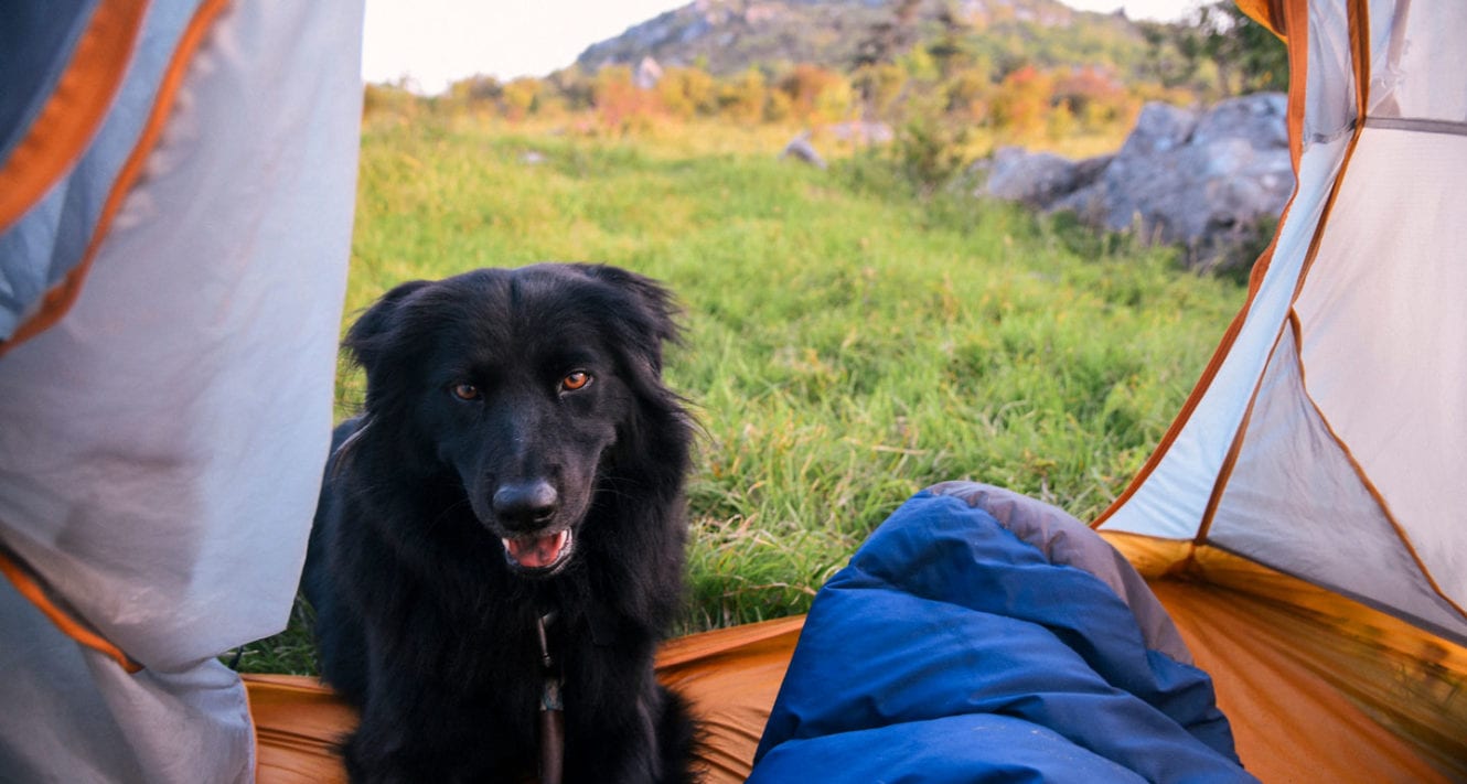 The Best Dog Camping Gear of 2020 BeChewy